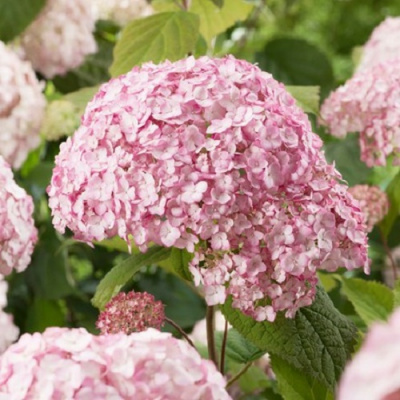 Hydrangea arborescens Candybelle Bubblegum