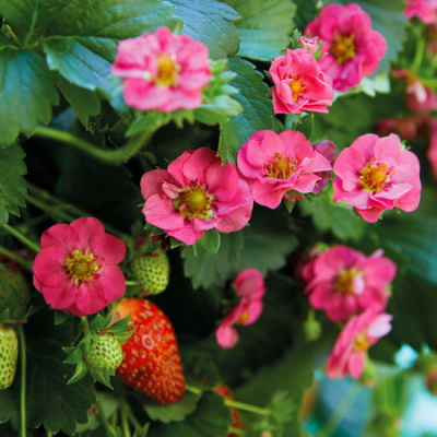 Fragaria Summer Breeze Rose (1)