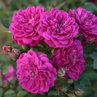 Rosa Purple Rain