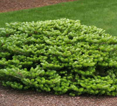Abies Green Carpet