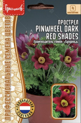 Прострел Pinwheel Dark Red Shades
