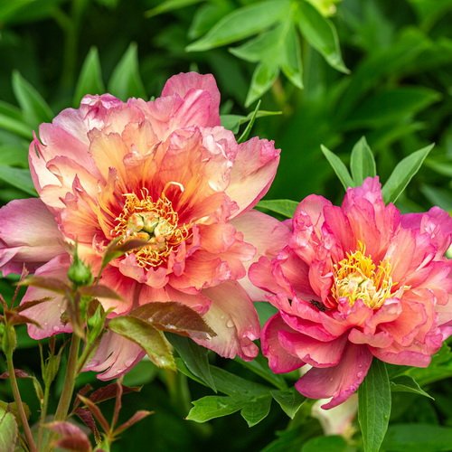 Paeonia Julia Rose_1