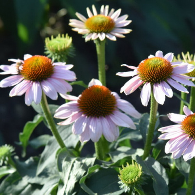 Echinacea Skipper Pink_1