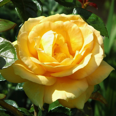 Rosa Golden Medallion