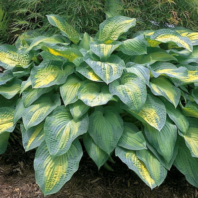 Hosta Paul's Glory