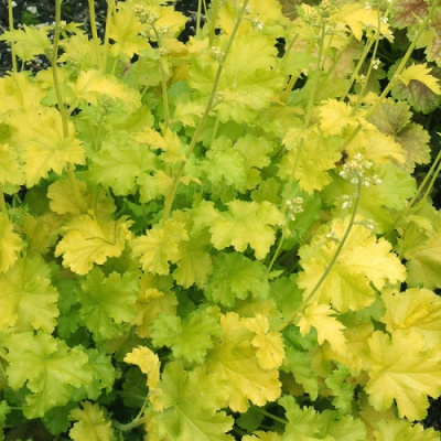 Heuchera Lime Rickey