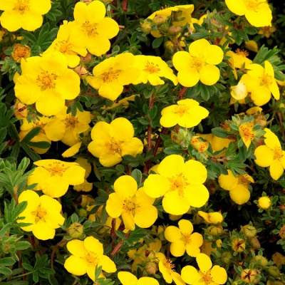 Potentilla fruticosa Goldstar