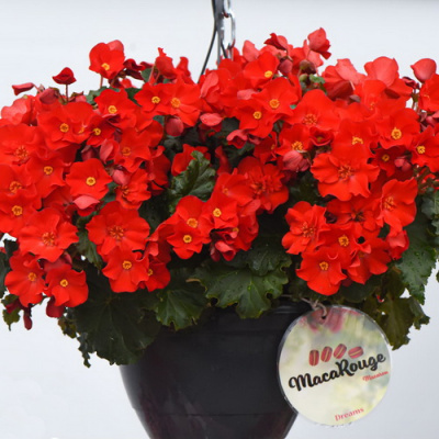 Begonia Dreams® Garden Macarouge