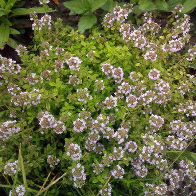 Thymus citriodorus