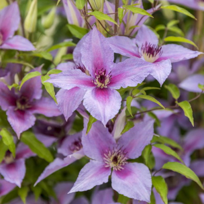Clematis Proud Mary