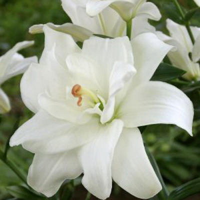 Lilium Annemarie Dream (1)