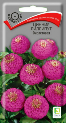 Цинния Лиллипут фиолетовая