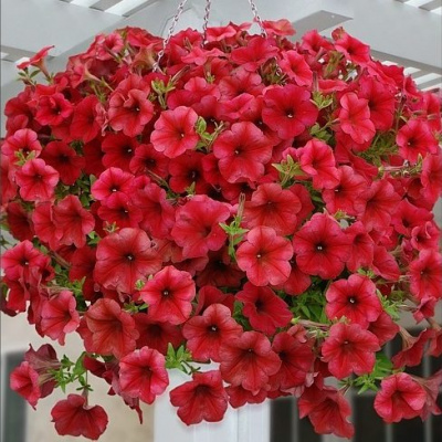 Петуния Ease Berry veluor (Ампельная)
