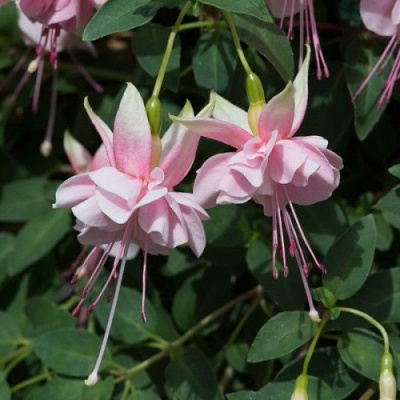 Fuchsia Claudia