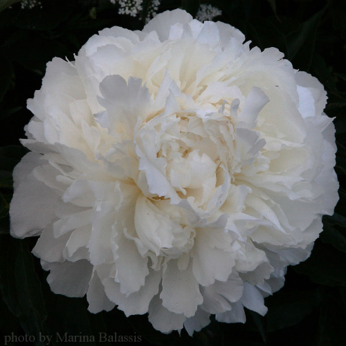 Paeonia Moon Over Barrington_1