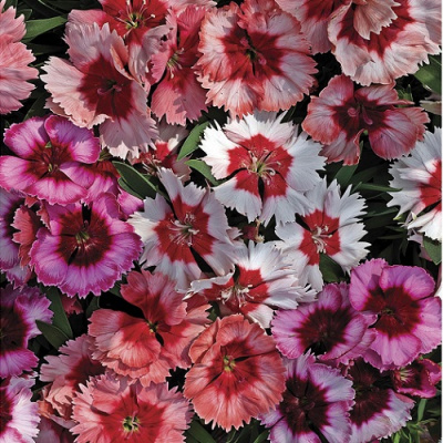 Dianthus chinensis MIX