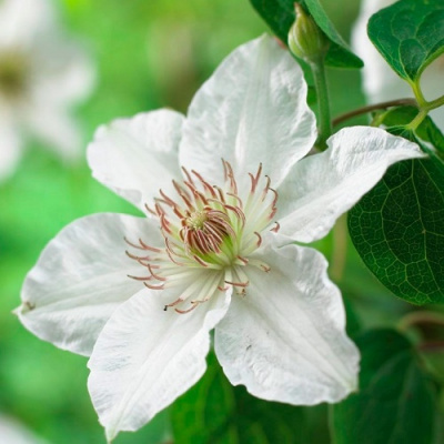 Clematis Destiny