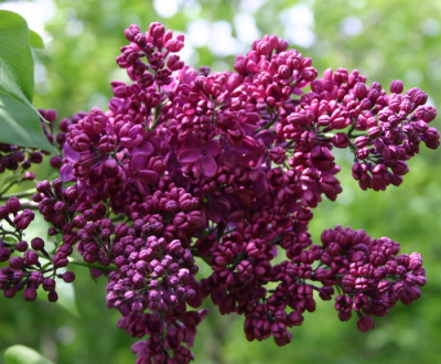 Syringa Znamya Lenina