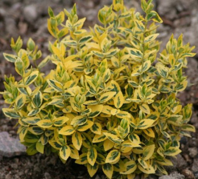 Euonymus fortunei Canadale Gold