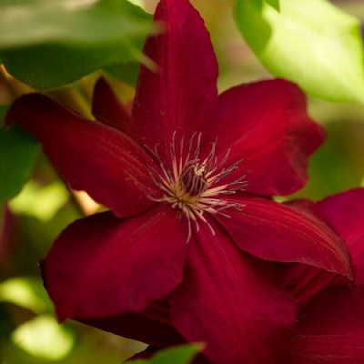 clematis Westerplatte