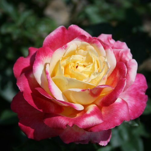 rosa_double_delight_3