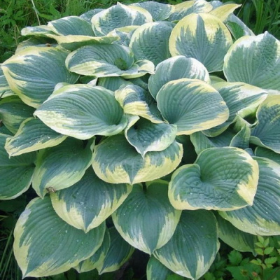 Hosta Robert Frost