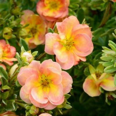 Potentilla Double Punch Peach