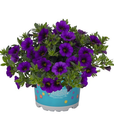 Calibrachoa Aloha Kona Blue