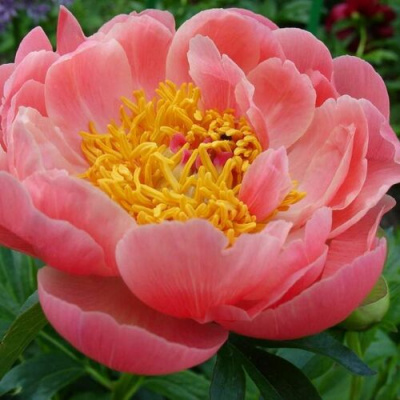 Paeonia Pink Hawaiian Coral