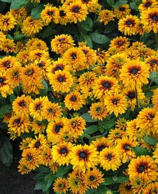 Rudbeckia Flamenco® Bright Orange