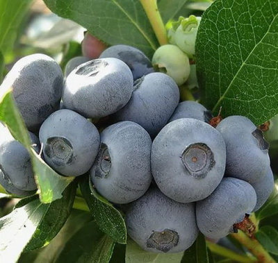 Vaccinium Meader