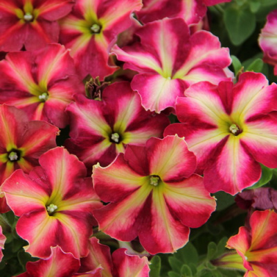 Petunia Capella Neon Pink