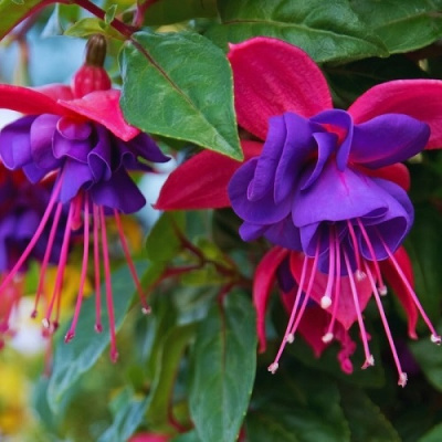 Fuchsia Dark Eyes
