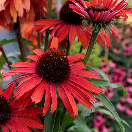 Echinacea Fountain Red_3