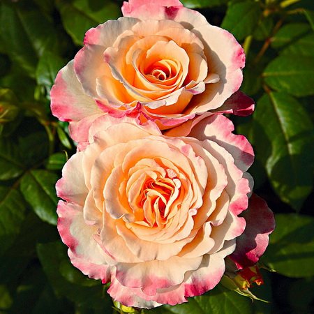 Rosa Aquarell-1