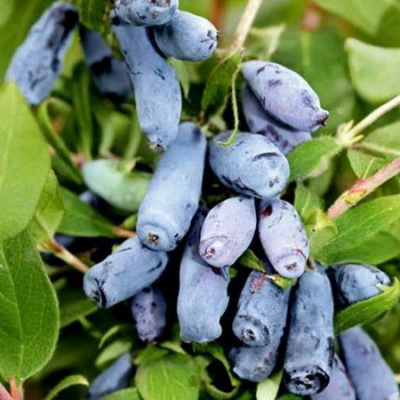 Lonicera KRZ3 Watra