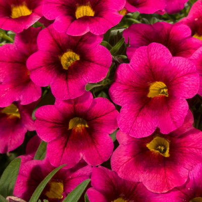 Kali Magenta