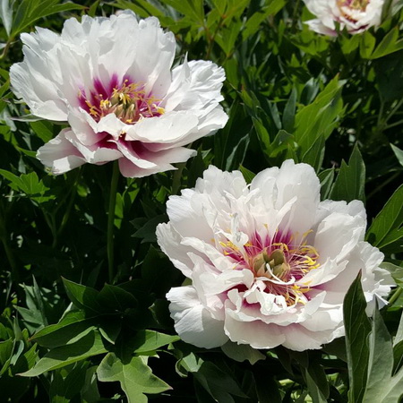 Paeonia Cora Louise_1