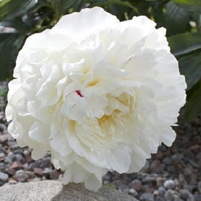 Paeonia Kelways Glorious_1