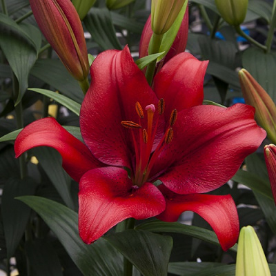 Lilium Pokerface