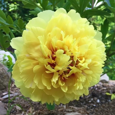 Paeonia Sonoma YeDo