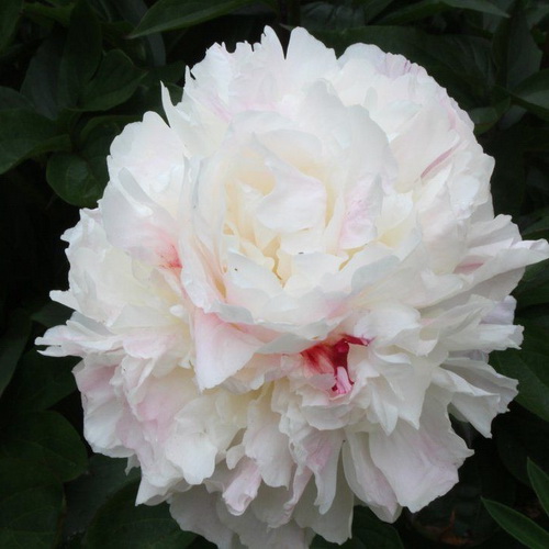 Paeonia Shirley Temple_1