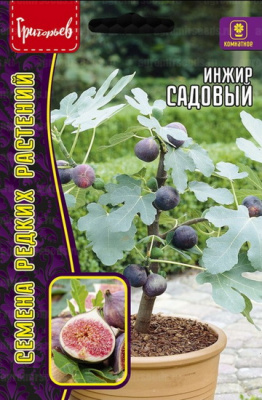 Инжир Садовый