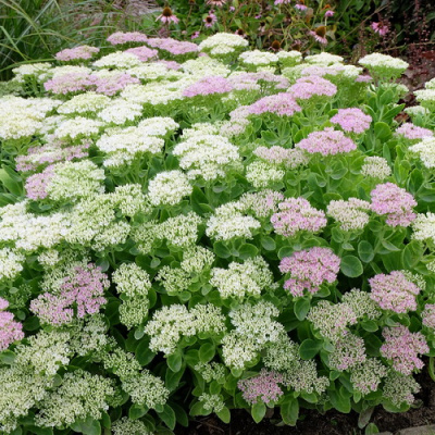 Sedum Star Dust_1