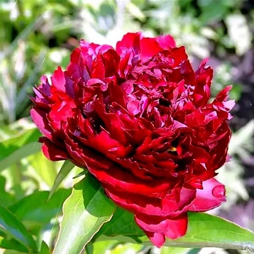 Paeonia Highlight