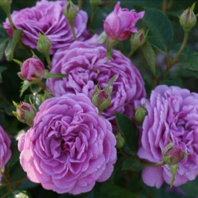Rosa Blue Boy