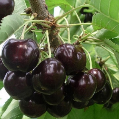 Вишня Черная Крупная