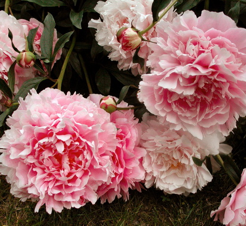 Paeonia Dinner Plate_4