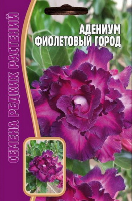 Адениум Фиолетовый город
