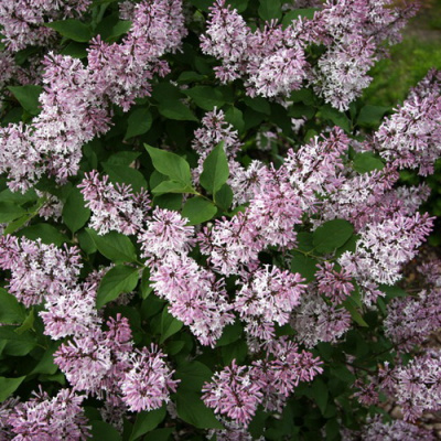 Syringa patula Mis Kim